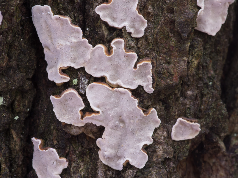 Aleurodiscus disciformis